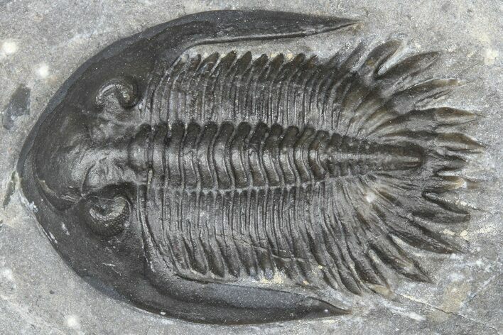 Mrakibina Trilobite - Mrakib, Morocco #363108
